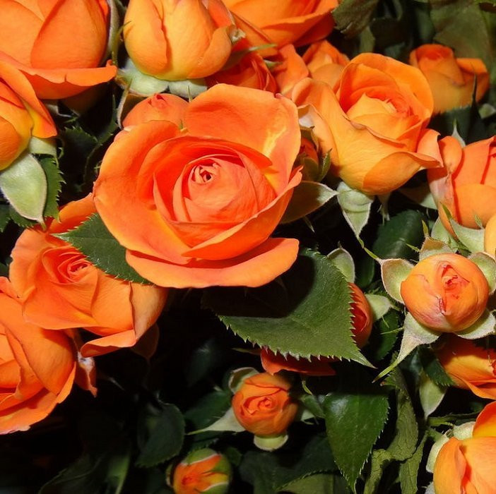 Роза Оранж Бейби (Baby Orange)