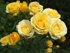 Роза Еллоу Бейби (Yellow Baby)