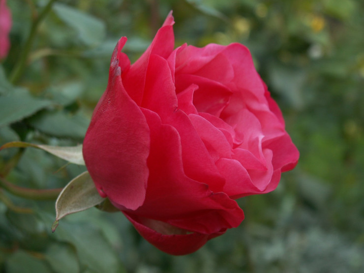 Роза Амалия (Amalia)
